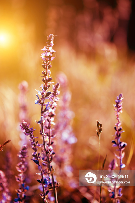 Beautiful wild flower in sunset