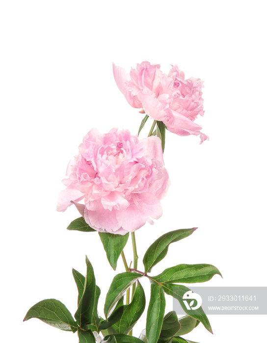 Beautiful peony flowers on white background