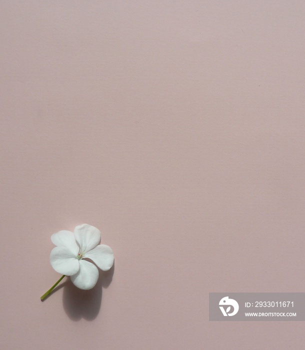 White flower geranium on a colored pink background with copy space for your text.