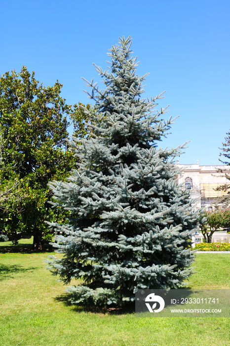 Picea pungens Glauca. Lonely in the garden