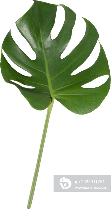 Monstera leaf cutout on transparent background.