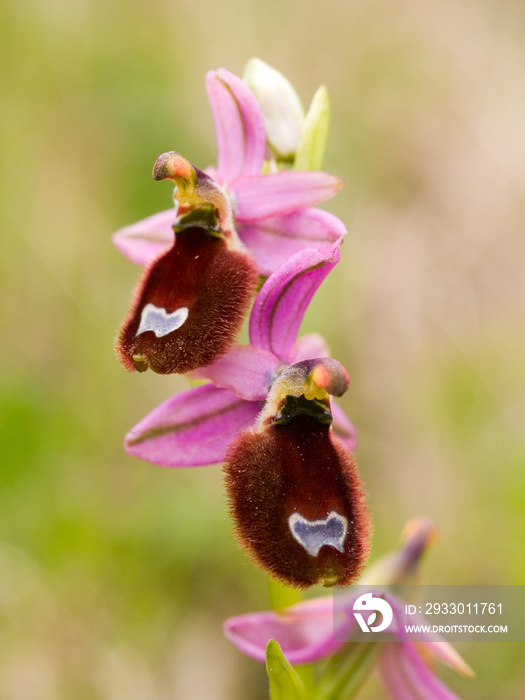 Bertoloni’s ophrys (ophrys bertolinii)