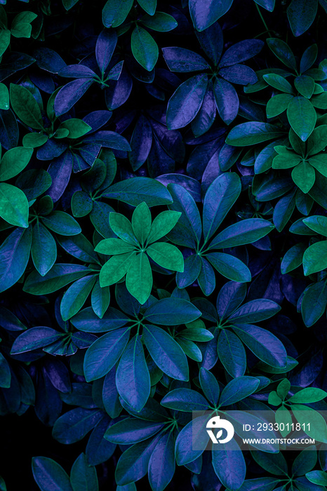 closeup nature view of green leaf in garden, dark wallpaper concept, nature background, tropical leaf