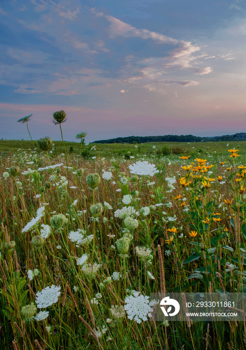 636-71 Queen Ann’s Lace Sunset