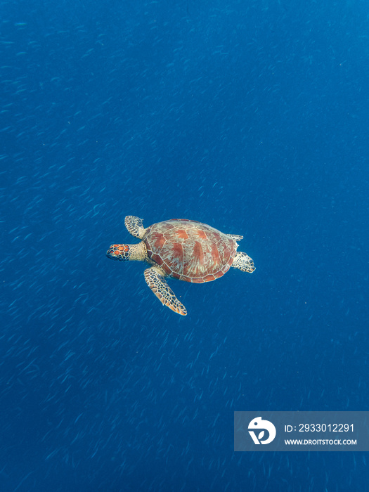 Overhead shot of a green sea turtle swimming in a massive school of fish.