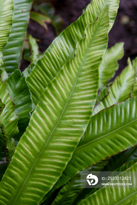 Hart’s tongue fern (asplenium scolopendrium)