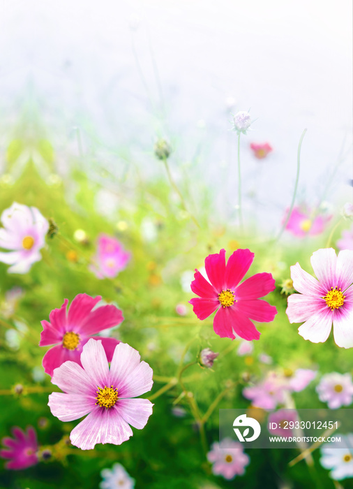 Beautiful bright summer spring floral natural background. Pink and magenta Cosmos flowers in grass outdoors close-up in nature. Soft selective focus.