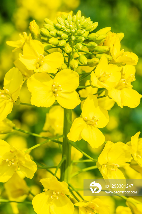 Yellow rape flowers bloom in the spring season