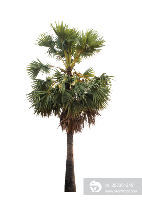 Sugar palm trees isolated