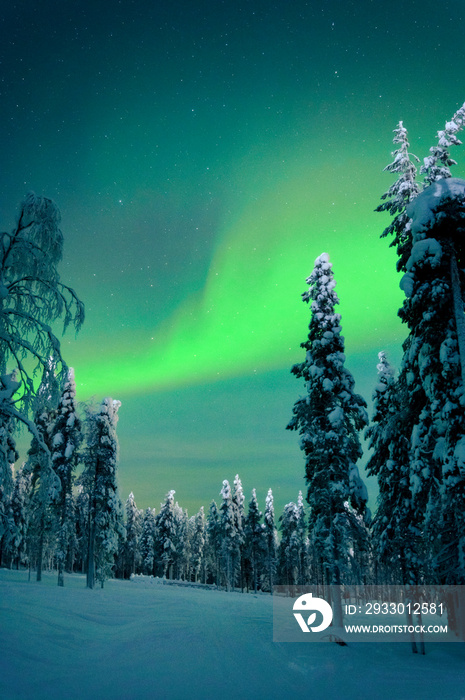 Beautiful winter night with Northern lights (aurora borealis) in the sky and deep snow covered trees in foreground. (high ISO image)