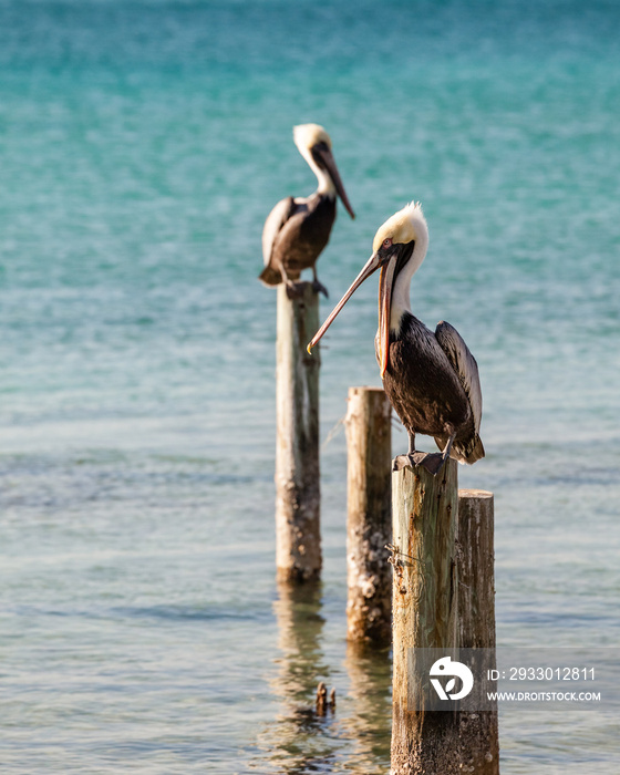 Colorful Detailed Pelicans Sitting on Pilings
