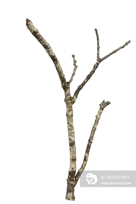 dry dead branch isolated on white background