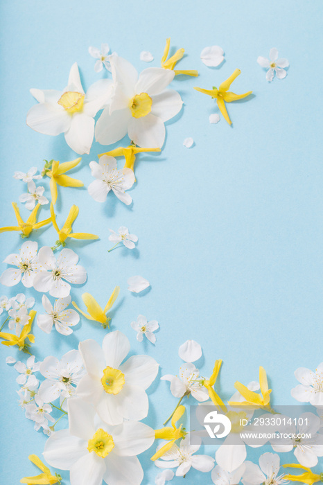 daffodils and cherry flowers on blue background background