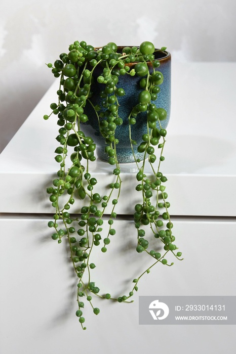 Senecio rowleyanus, string of pearls, houseplant with round green leaves in a blue ceramic pot. Isolated on a white background, in portrait orientation.