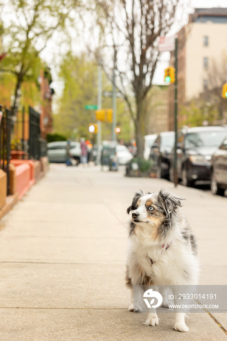 beautiful blue eyed mini aussie on new york sidewalk - adorable blue merle miniature australian shepherd dog posing on Brooklyn street