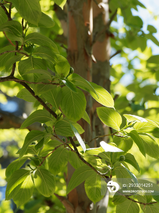 Stuartie ou Stewartia sinensis, arbuste ornemental à écorce décorative, aux feuilles ovales vert foncé et finement dentées