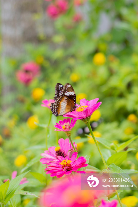 butterflies in a beautiful flower garden