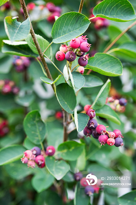 Shadberry berries on a bush in the garden, at sunny day. Close-up organic, ripe berries on the branch of amelanchier canadensis tree, selective focus.