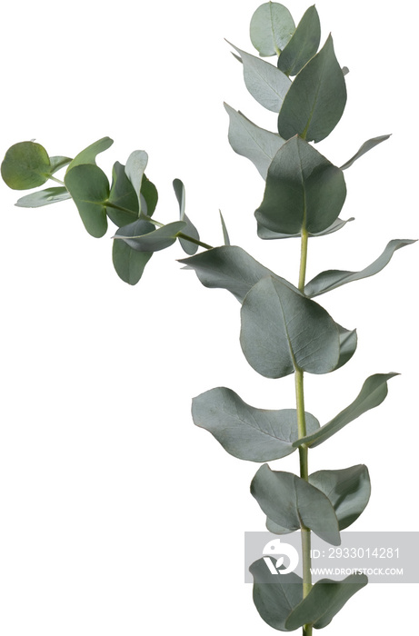 Eucalyptus leaf cutout on transparent background.