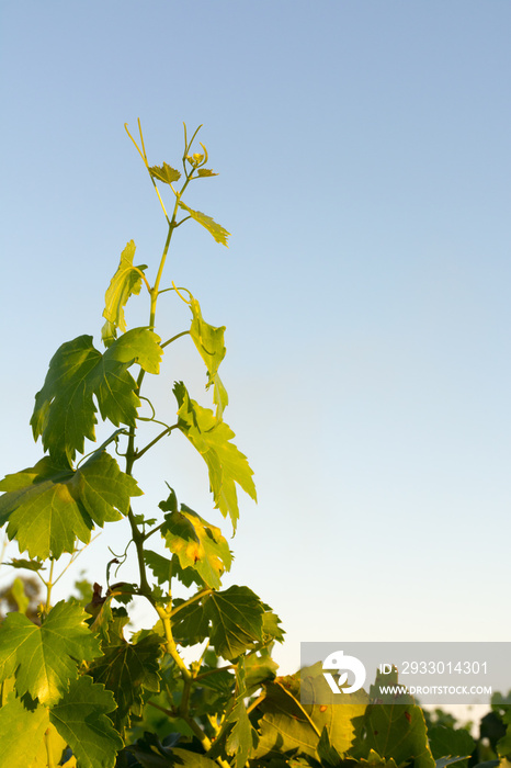 Close up of Vine Branches going Up Before the Harvest in July at Sunset