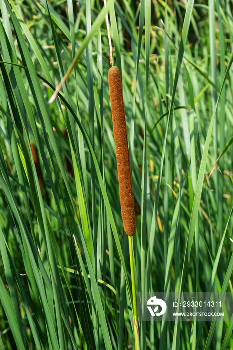Typha angustifolia. Close up of cattail, water plant