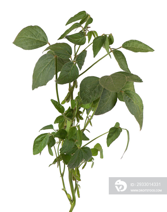 Green soybean bush isolated on white background.