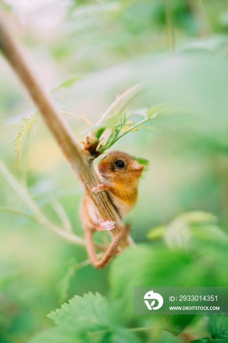 Little hazel dormouse climb the twigs in nature. Muscardinus avellanarius. Endangered animal.