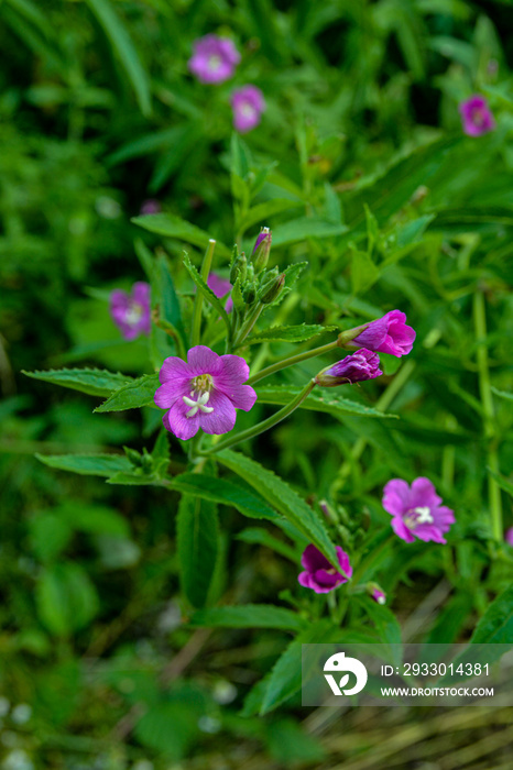 Pink flower of hoary or smallflower hairy willowher plant, Epilobium parviflorum