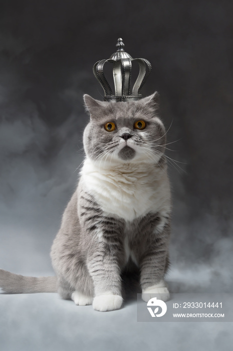 cute cat with silver Crown