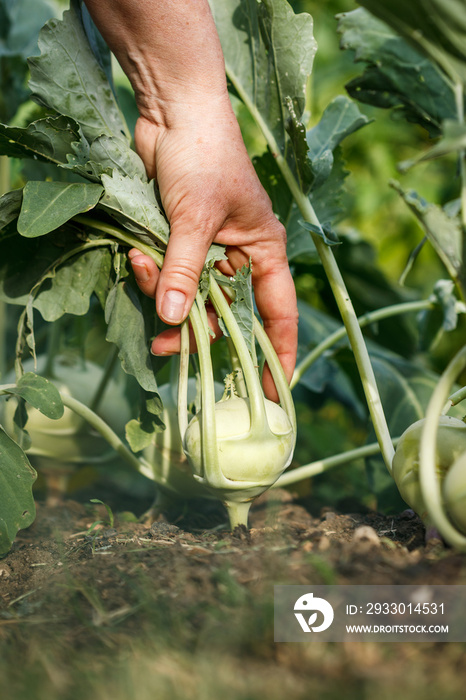 Hand picking kohlrabi from vegetable garden. Organic gardening