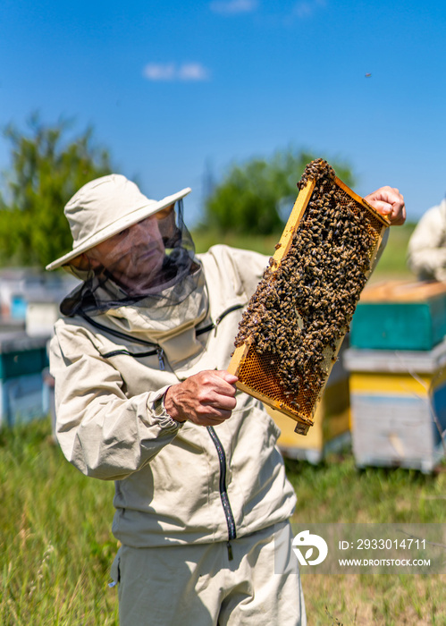 Beekeeper working with insects in apiary. Wooden frame for honey making holding in hands.