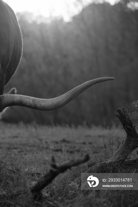 Texas longhorn grazing in field showing horn closeup during sunset in black and white with blurred background.