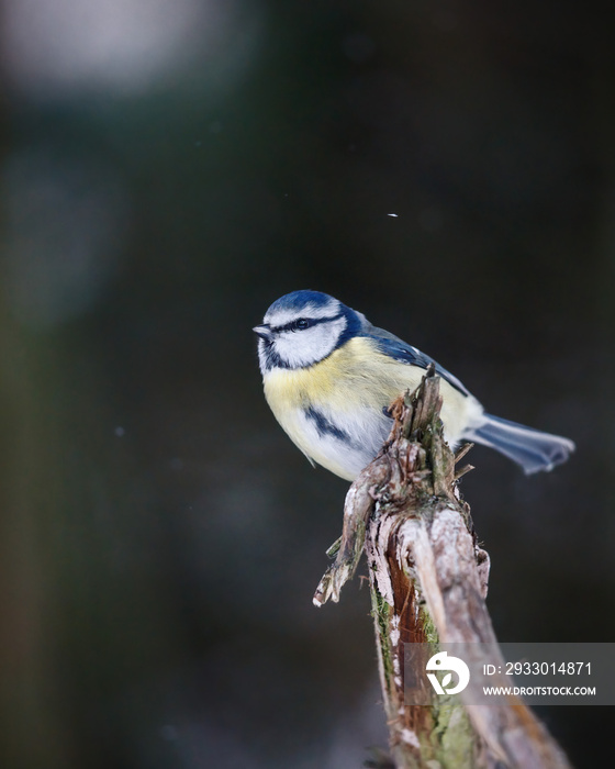 Blue tit (Cyanistes Caeruleus) in winter