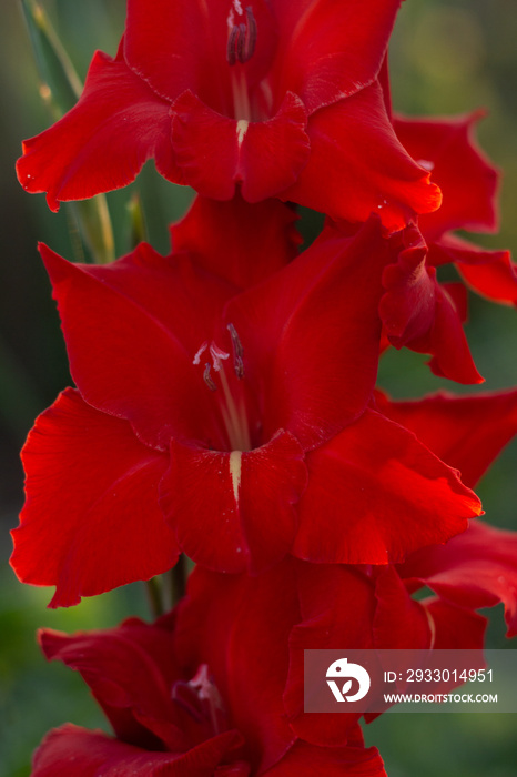 Red gladiolus flowers blooming in beautiful garden, close up, soft focus