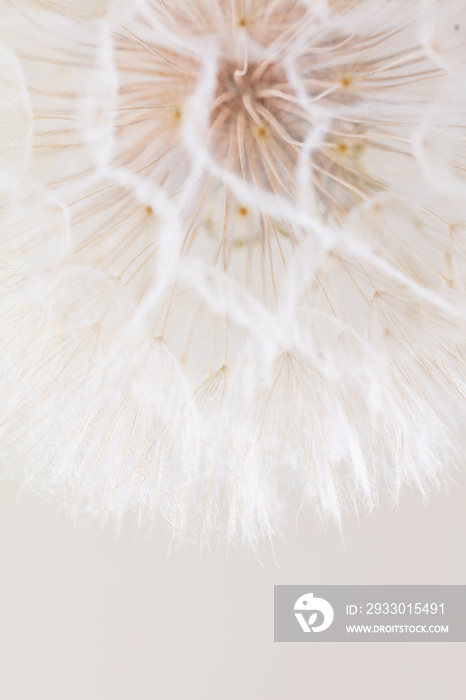 Abstract dandelion macro flower background. Seed macro closeup. Soft focus