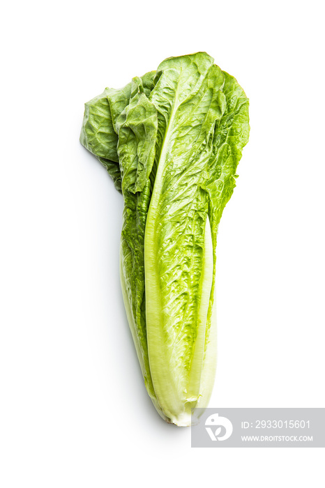 Fresh green Romaine Lettuce. Leaves of Lactuca sativa.