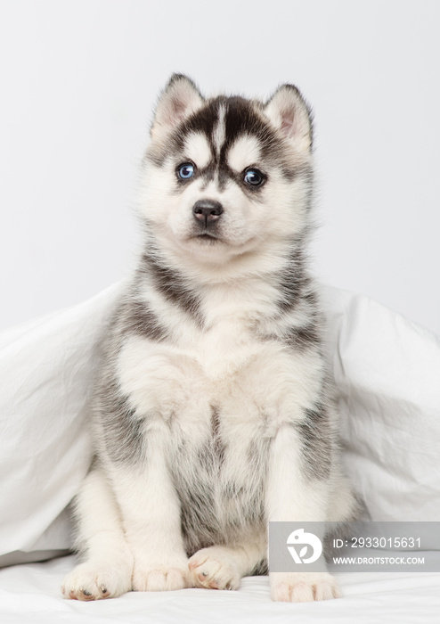 A small blue-eyed husky puppy lying under a blanket at home and laying his head on the bed with his paws outstretched.