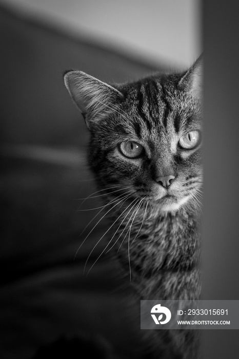 Cats, I do love them, portrait of a cat I am looking at you