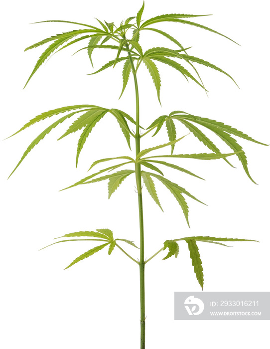 cannabis, hemp plant cut out on transparent background.