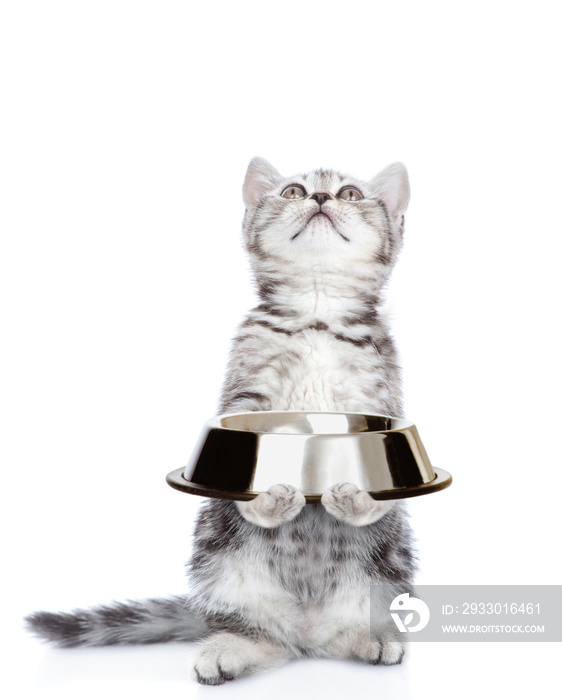 Kitten holding empty bowl and looking up. isolated on white background