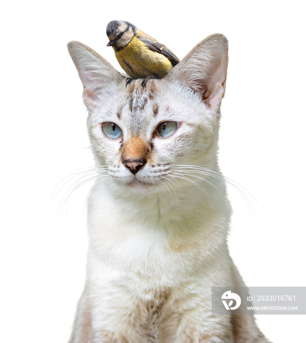 Unusual pet friendship between a cute cat and little bird, isolated on a white background