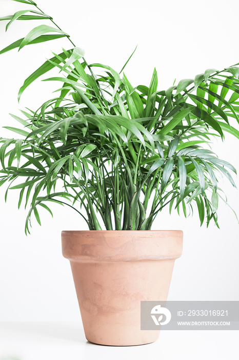 Parlor palm in clay pot | potted Chamaedorea elegans palm tree | palm tree leaves | green palm leaf | white background