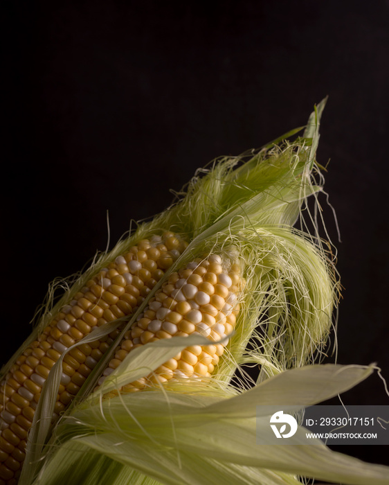 Fresh Raw Corn on Cobs on an old wooden table. Autumnal harvest background in a dark mood.