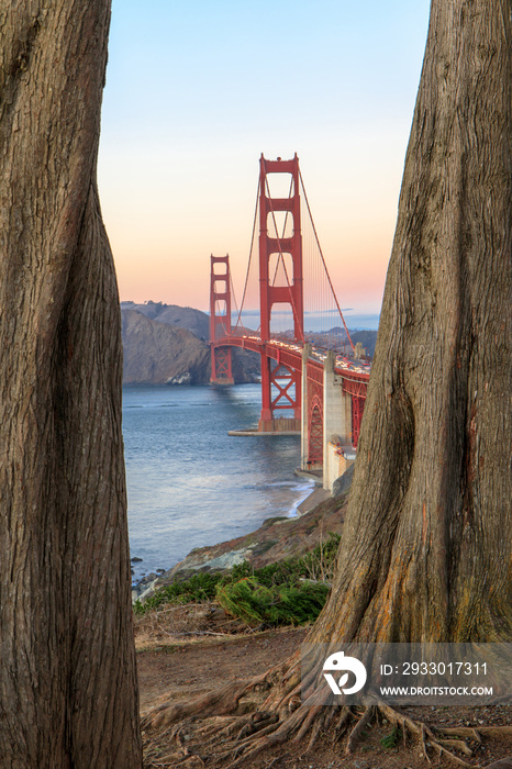 Golden Gate Bridge Through Cypress Trees. California Coastal Trail, The Presidio, San Francisco, California, USA.