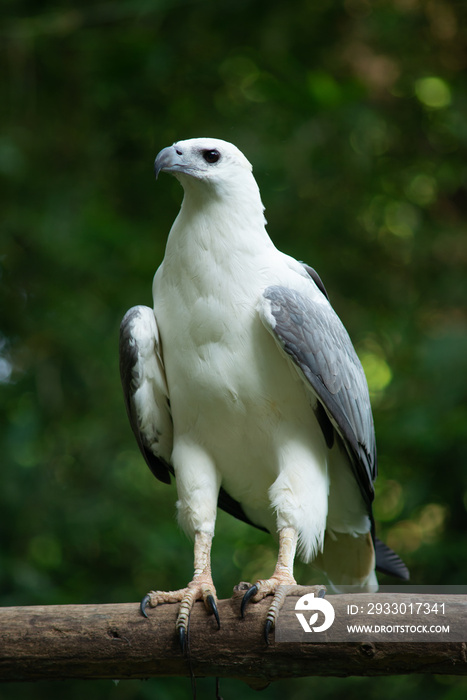 White-bellied Sea-eagle