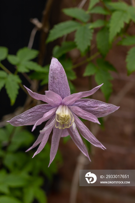 Purple flower of clematis alpina in bloom