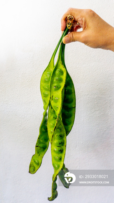 Hand holding a bitter bean or twisted cluster bean on isolated white backgrounds. Parkia speciosa, It bears long, flat edible beans with bright green seeds.