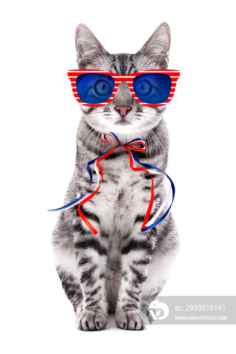 Cute cat with sunglasses and bow on white background. USA holiday concept.