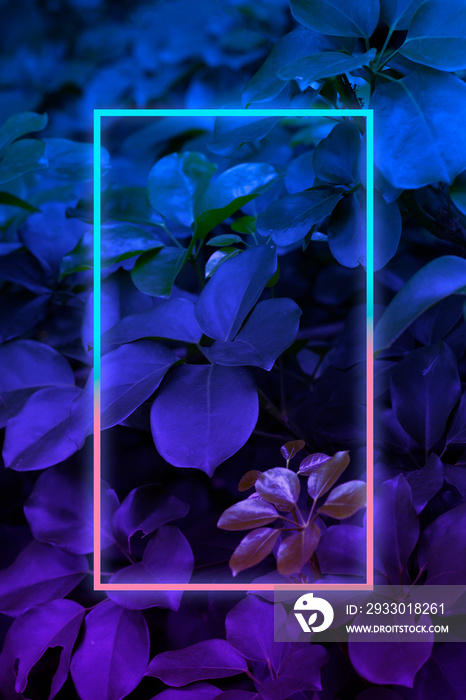 Tropical leaves with neon frame for background, foliage in blue and purple gradient