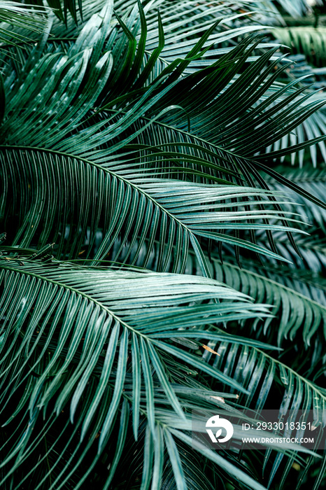 Vertical shot of dark green palm foliage in the tropical forest. Real photo of palm tree in Thailand. Nature and plant concept. Selective focus